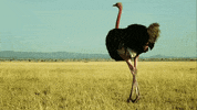 Serengeti GIF by Discovery