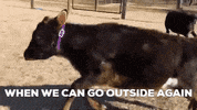 GOACommunity animals jump covid corona GIF