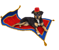 dog love Sticker by Tales&Tails