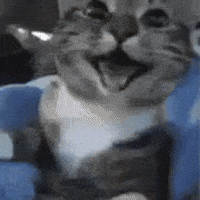 Happy Cat GIF