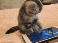 fishes GIF