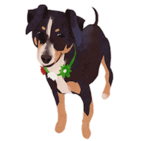 Chihuahua Dog Sticker