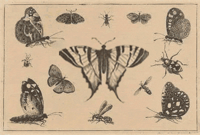 Butterfly GIF by GIF IT UP