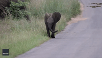 Adorable Baby Elephant Practices Charging Skills in African Park