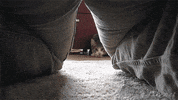 cats lol GIF