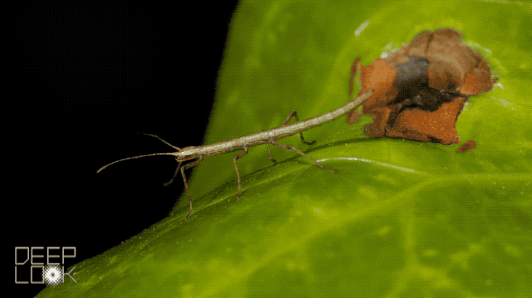 Wildlife Biology GIF by PBS Digital Studios