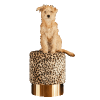 dog charlie Sticker