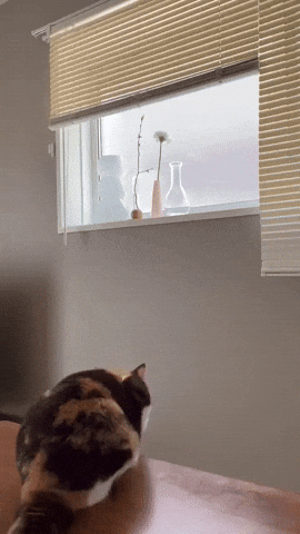 cuteanimalland giphyupload GIF