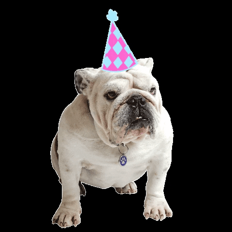 DrakeUGriff giphygifmaker giphyattribution dog birthday GIF