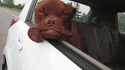 dog ears GIF