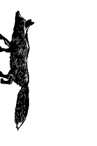 Whatthefox Sneakyfox Sticker by Fox Dry Cider