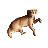graficoiulian dog astronaut dealwithit nailedit Sticker