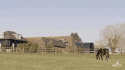 AscotRacecourse baby eating horse peaceful GIF