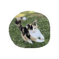 Cat Sticker