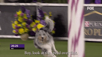Westminster Dog Show Bee GIF by Westminster Kennel Club