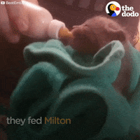 cat kitty GIF by The Dodo