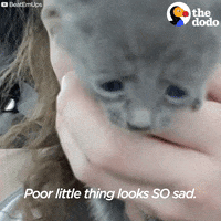cat kitty GIF by The Dodo
