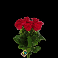 Flowers Rose GIF by Fairtrade-maerket Denmark