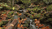 Maple Leaves Landscape GIF