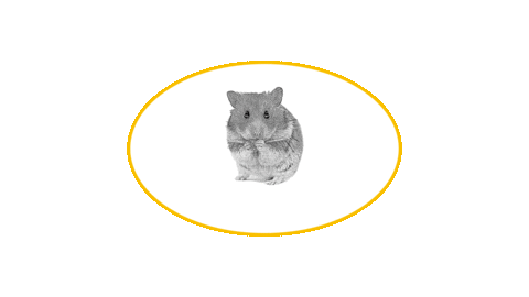 Hamster Sticker by M.G. Nagerfarm