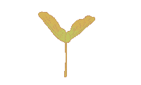 elyxandra seed whirlybird elyxandra maple key Sticker