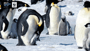 GIF by WWF España