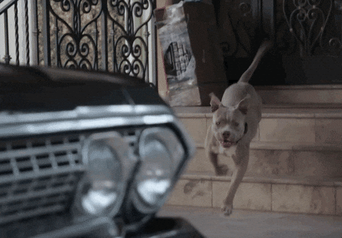 Episode 1 Sport GIF by UFC