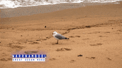 Huntedau GIF by Hunted Australia