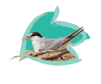 Endangered Species Australia Sticker by NSW Department of Planning, Industry and Environment