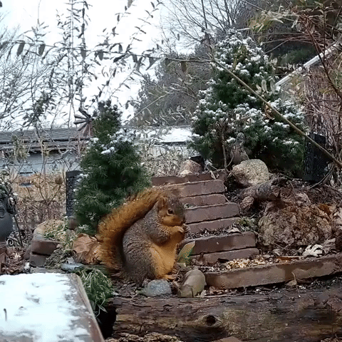 Squirrel Is An Absolute Unit