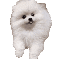 Dog Thinking Sticker