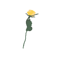 aephetcharaporn yellow rose one Sticker