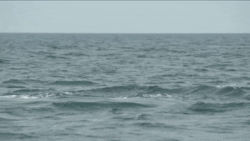 GIF by Oceana