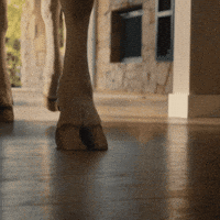 phillycreamchs cowboy cow philadelphia philly GIF