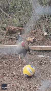 Roosters Play Soccer On Farm