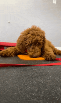 thepetrepublic  GIF