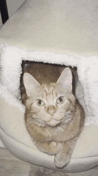 Simba Orange Cat GIF