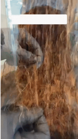 maisbeautyshop giphyupload GIF