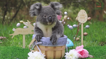 Animals at Australian Zoo Get Early Easter Treats
