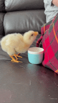 Water Agua GIF