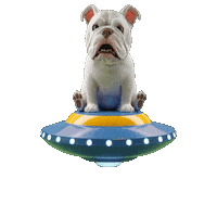 Cat Love Sticker by Seorang Zaki