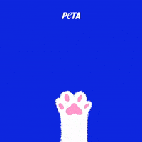Animal Rights GIF by PETA