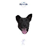Hee Sticker by AptaclubKR