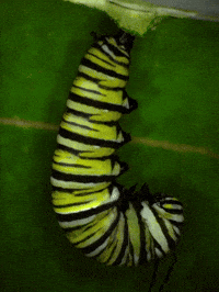 Garden Molting GIF by Ansel Oommen