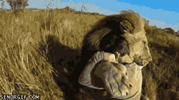 Lions Cuddles GIF