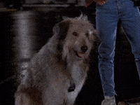 Dog Confusion GIF by Back to the Future Trilogy