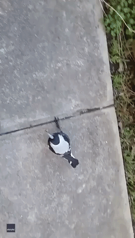 Birdie on Board: Rescue Magpie Hitches Ride on Baby Stroller