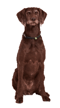 Happy Dogs Sticker by Niedersachsen-Ticket
