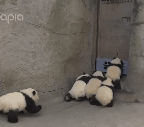 cuteanimalland giphyupload GIF