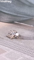 Tortoise Nips at Cats Tail 